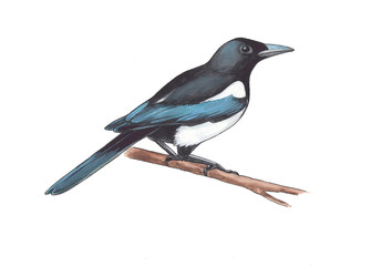 Watercolor illustration of magpie on branch.
