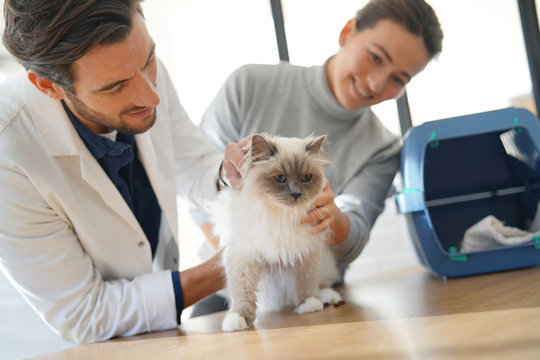 Handsome vet looking at beautiful cat in clinic with owner
