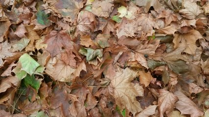Heap of dry leaves