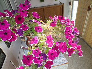 fotografias de plantas varias 