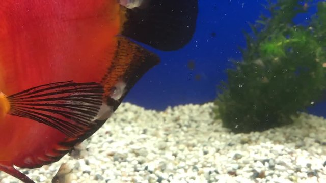 4 Wochen alte Diskusfische 