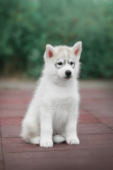 Puppy Siberian husky