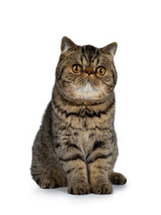Adorable black tabby Exotic Shorthair cat kitten, sitting facing front. Looking straight ahead beside lens with big round orange eyes. Isolated on a white background. 