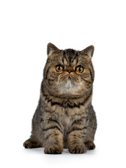 Adorable black tabby Exotic Shorthair cat kitten, sitting facing front. Looking straight ahead at lens with big round orange eyes. Isolated on a white background. 