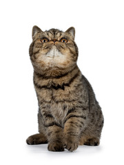 Adorable black tabby Exotic Shorthair cat kitten, sitting facing front. Looking up with big round orange eyes. Isolated on a white background. 