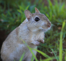 Wild mouse resting on the root of a tree on the forest floor with lush green vegetation