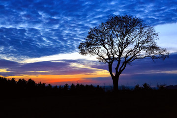 Fototapeta na wymiar Sunset and big old tree. Nature sunset background.
