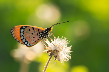 The Tawny Coster butterfly (Acraea violae) on flower and green nature
