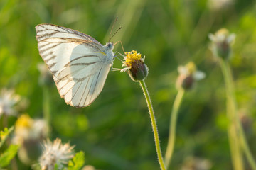 The Striped Albatross butterfly (Appias olferna olferna ) on flower and green nature