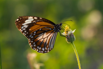 The Malay Tiger butterfly (Danaus affinis malayana) on flower and green nature