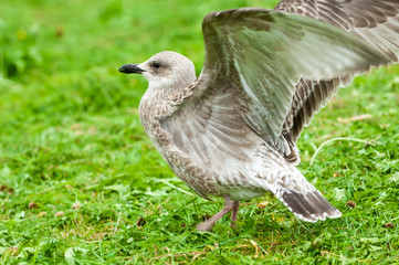 grauer Vogel auf einer Wiese
