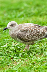 grauer Vogel auf einer Wiese