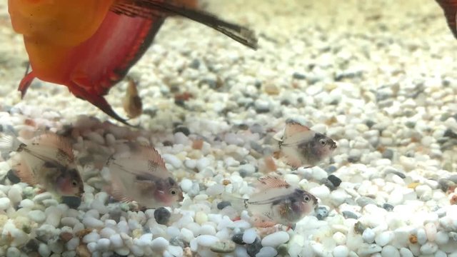 4 Wochen alte Diskusfische 