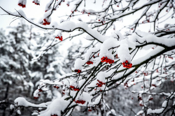 Rowan tree with ripe red berries, covered with snow.