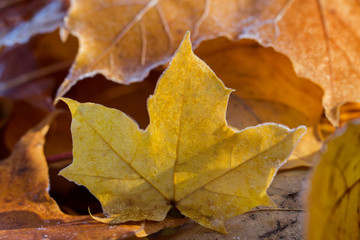 Frost morning in a autumn.