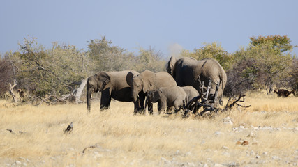 Obraz premium Elephants in Namibia, Etosha National Park