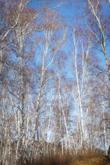 The sun shines on birch tree with branches without leaves against blue sky in autumn forest on a sunny day