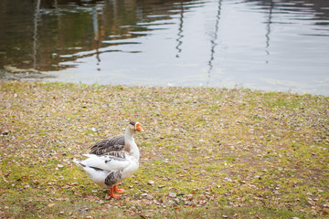 One Gray goose on autumn lawn next to pond in selective fcous.