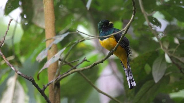 Black-throated Trogon perched on a branch scene. The bird moves Its head and looks around. Video recorded in Southeast of Brazil. Atlantic Forest Biome. 