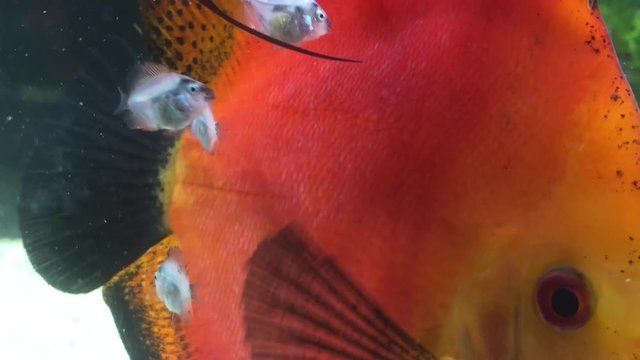 4 Wochen alte Diskusfische 