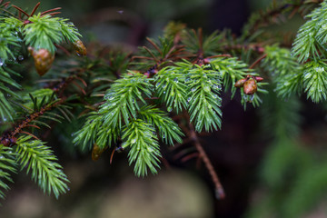 Macro picture of a green tree