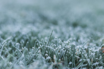 Close-up shot of morning frost on green grass at early winter or autumn cold morning. Cold seasonal weather. Copy space. Selective focus. Iced frozen grass on meadow at garden. Natural background