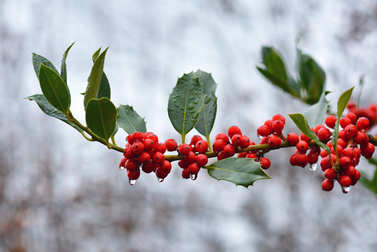 Branch of Aquifoliaceaev Ilex common Holly cultivar JC van Tol plant with red berries and falling raindrops
