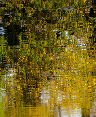 Marais des Bidonnes à Divonne-les-Bains, Ain, France