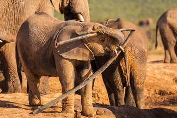 A young elephant plays with trash in the Addo Elephant Nationalpark