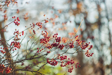 branch of a tree with red berries