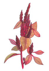 Obraz premium Botanical watercolor illustration of red amaranth.