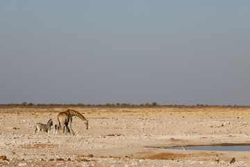 Wild animals in a waterhole of the Etosha National Park in Namibia