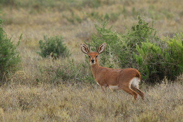 Little Steenbok standing in grass in the southern Karoo, South Africa.