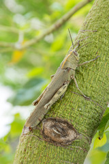 1 grasshopper sitting on a tree trunk, insect