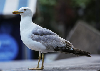 seagull on a post
