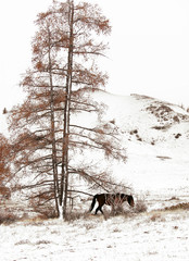 winter landscape in the mountains, a large larch almost all flew from the needles. close to wild horse grazing in the Bush grass