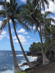 Vulkanische Küste mit Palmen von Big Island, Hawaii