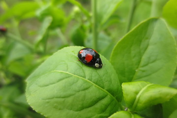 fotografias de insectos varios naturaleza 
