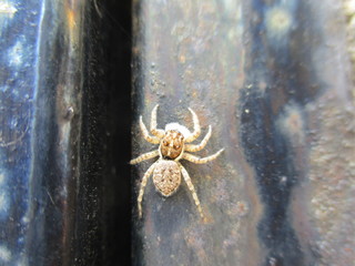 fotografias de insectos varios naturaleza 