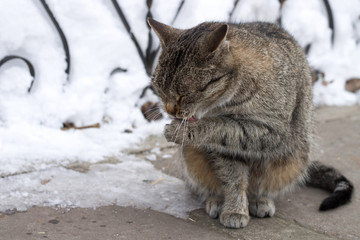 Close-up of small gray striped furry cat sitting in cold winter snowed yard