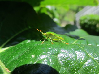 fotografias de insectos varios naturaleza 
