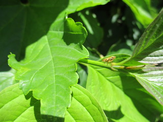 fotografias de insectos varios naturaleza 