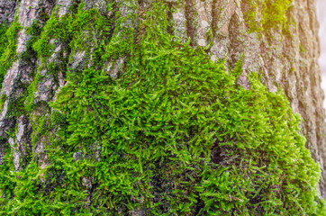 Green moss in the forest at the bottom of the tree trunk. Nature background. Ecology. Deforestation. Environmental protection