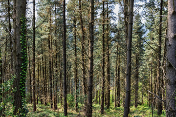 Fototapeta na wymiar forest in the valley