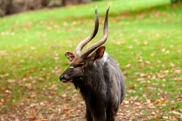 Kudu auf einer Wiese