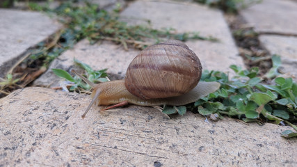 Snail in the shell