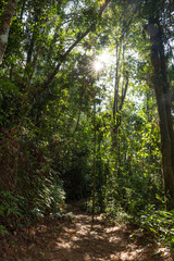 Sinharaja rainforest on Sri Lanka