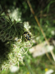 fotografias de insectos varios naturaleza 
