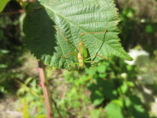 fotografias de insectos varios naturaleza 