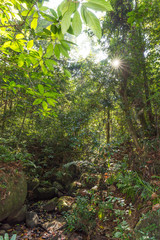 Sinharaja rainforest on Sri Lanka